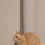 The Ultimate Guide to Choosing Healthy Cat Treats for Your Feline Friend