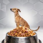 Unlocking Vitality: The Comprehensive Guide to High-Protein Dog Food
